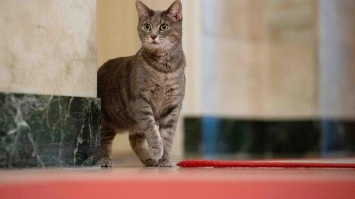 Nếu mèo không ăn uống ở môi trường mới thì mất bao lâu để nó thích nghi?