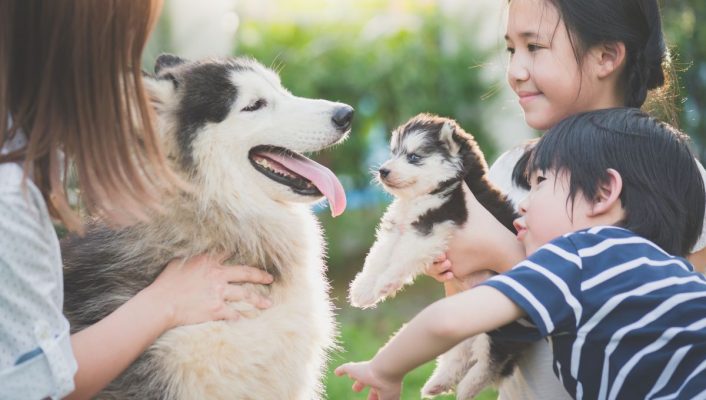 Trượt sau khi đi ị: Giải thích những điều kỳ lạ mà chó làm