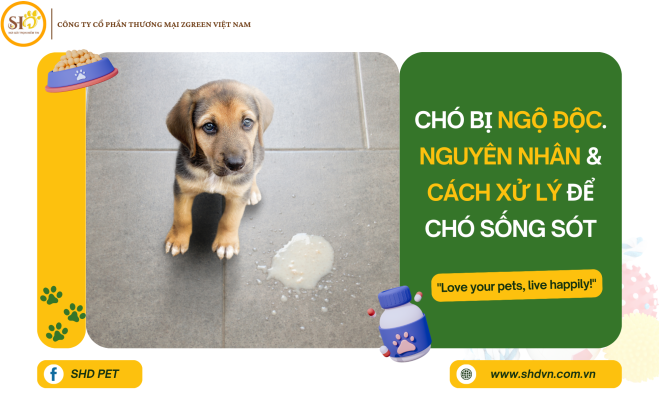 Chó Bị Ngộ Độc. Nguyên nhân & cách xử lý để chó sống sót