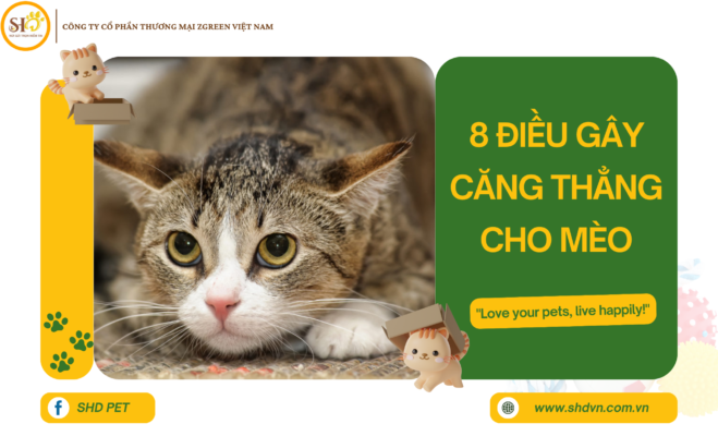 8 điều căng thẳng cho mèo