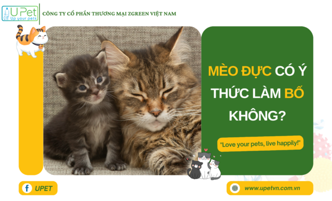 Mèo đực có ý thức làm bố không