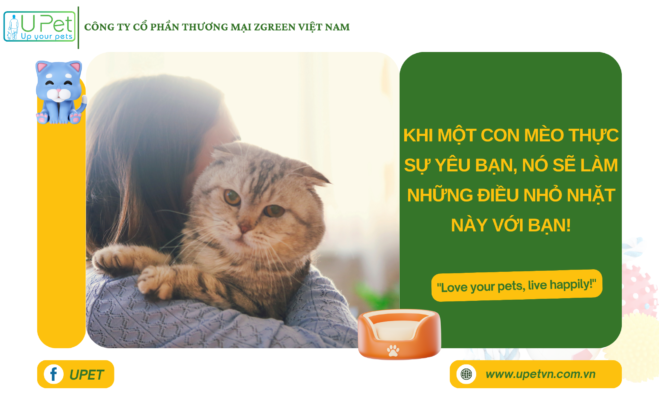 Khi một con mèo thực sự yêu bạn, nó sẽ làm những điều nhỏ nhặt này với bạn