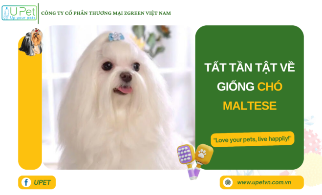 Tất tần tật về giống chó Maltese