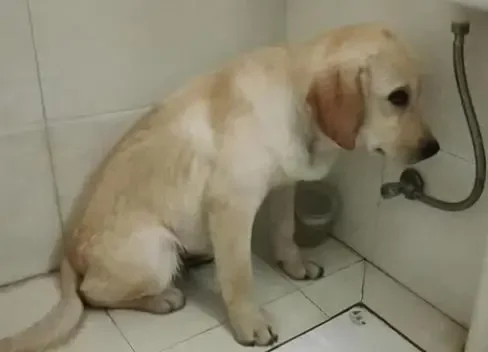 Chải lông cho chó. Và 8 bước tắm cho chúng.