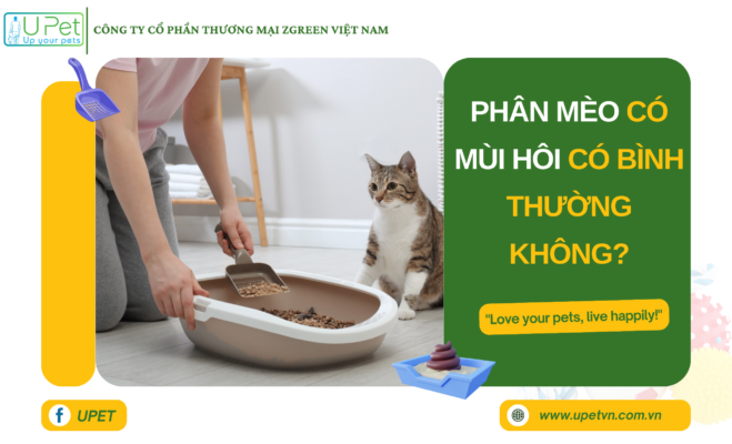 Phân mèo có mùi hôi có bình thường không?