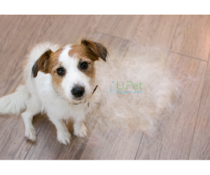 Sữa Tắm Chống Rụng Lông: Giải Pháp Hoàn Hảo Để Dưỡng Lông Cho Thú Cưng
