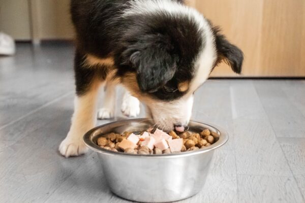 Thú cưng chậm lớn, ăn kém – Nguyên nhân nằm ở đâu?