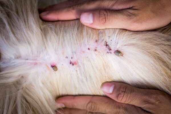 Có nên kết hợp viên nhai và thuốc xịt trị ve không?