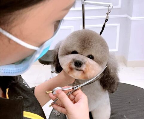 Sau khi cắt tỉa lông tai cho chó có cần vệ sinh tai không?